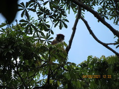 Lomami Red Colobus photo 4