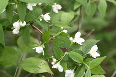 Philadelphus hirsutus