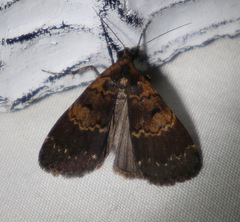 Hydrillodes metisalis