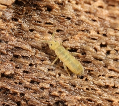 Isotomurus graminis