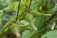Corylus sieboldiana mandshurica