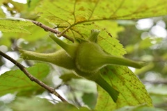 Corylus sieboldiana mandshurica