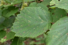 Corylus sieboldiana mandshurica