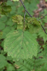 Corylus sieboldiana mandshurica