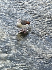 Alopochen aegyptiaca