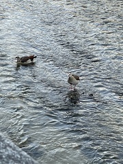 Alopochen aegyptiaca