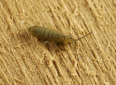 Isotomurus graminis