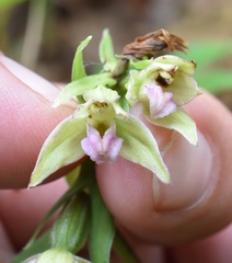 Epipactis papillosa