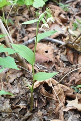 Epipactis papillosa