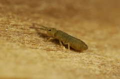 Isotomurus graminis
