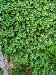 Diplophyllum