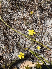 Goodenia pulchella