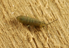 Isotomurus graminis