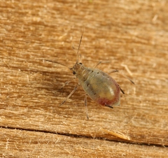 Rhopalosiphum padi