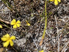 Goodenia pulchella