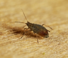 Rhopalosiphum padi