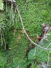 Diplophyllum
