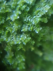 Diplophyllum