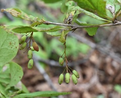 Berberis amurensis