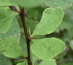 Berberis amurensis