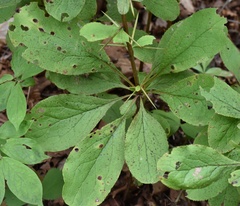 Berberis amurensis