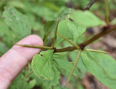 Berberis amurensis