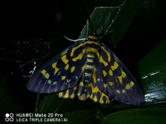 Dysphania bivexillata