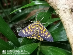 Dysphania bivexillata