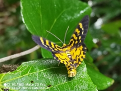 Dysphania bivexillata