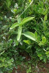 Kalanchoe brachyloba