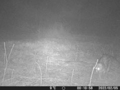 Genetta genetta genetta