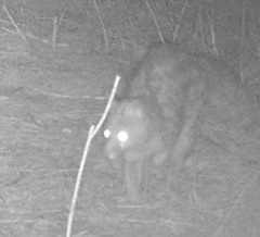 Genetta genetta genetta