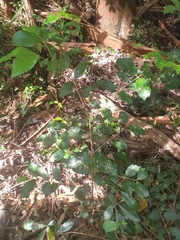 Backhousia leptopetala