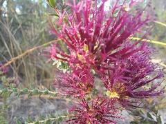 Melaleuca anisandra