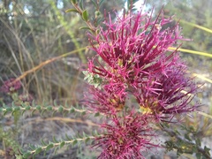 Melaleuca anisandra