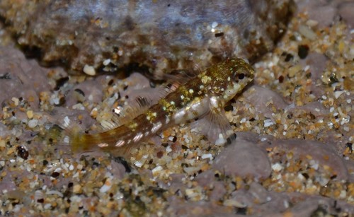 Montagu's Blenny
