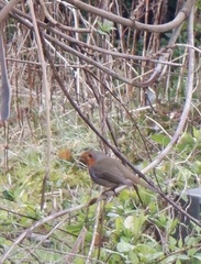 Erithacus rubecula