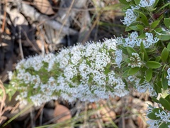 Hakea ruscifolia