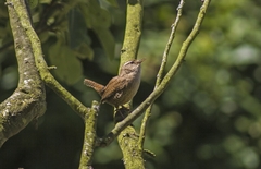 Troglodytes troglodytes