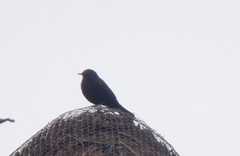 Turdus merula
