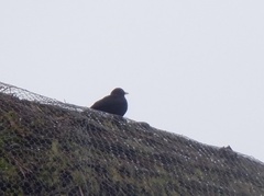 Turdus merula