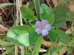Brunoniella
