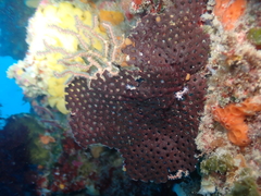 Adeona grisea