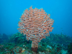 Caulospongia perfoliata