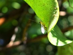 Xanthopimpla rhopaloceros