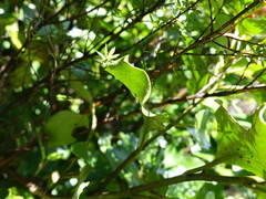 Xanthopimpla rhopaloceros