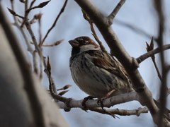 Passer hispaniolensis hispaniolensis