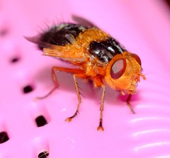 Microtropesa sinuata