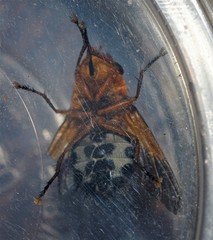 Microtropesa sinuata