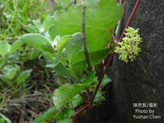 Vitis sinocinerea